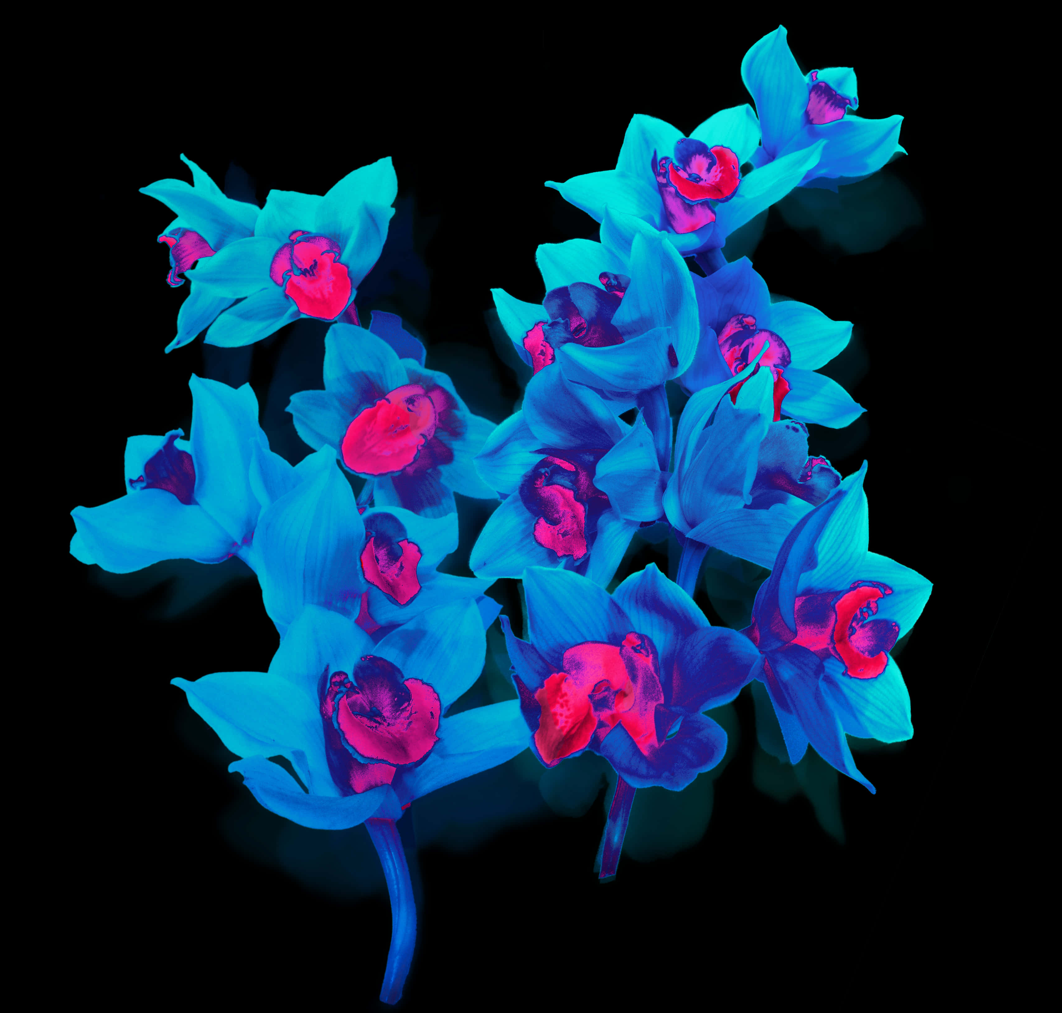 Vibrant Blue Orchids PNG image