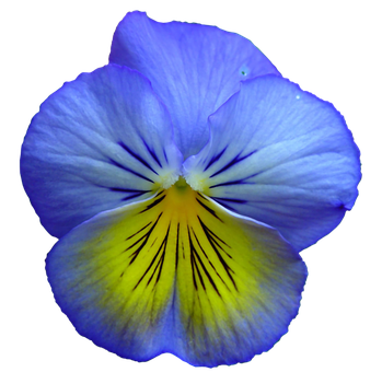 Vibrant Blue Pansy Flower PNG image