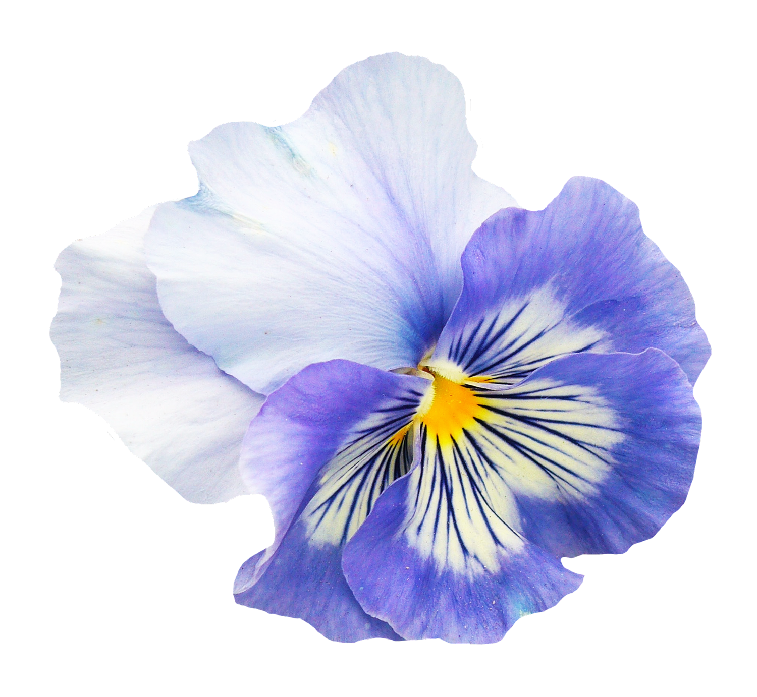 Vibrant Blue Pansy Flower.png PNG image