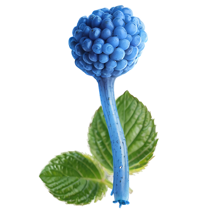 Vibrant Blue Raspberry Png Enp PNG image