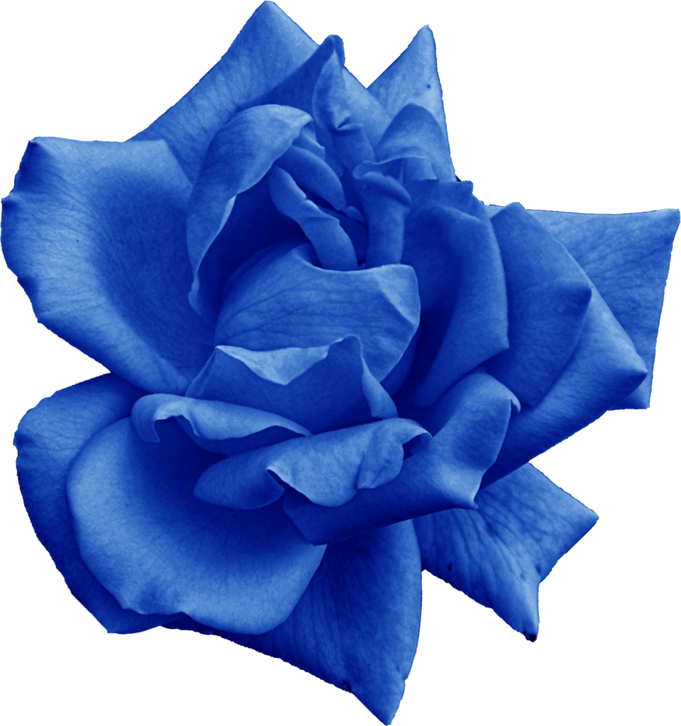 Vibrant Blue Rose Flower PNG image