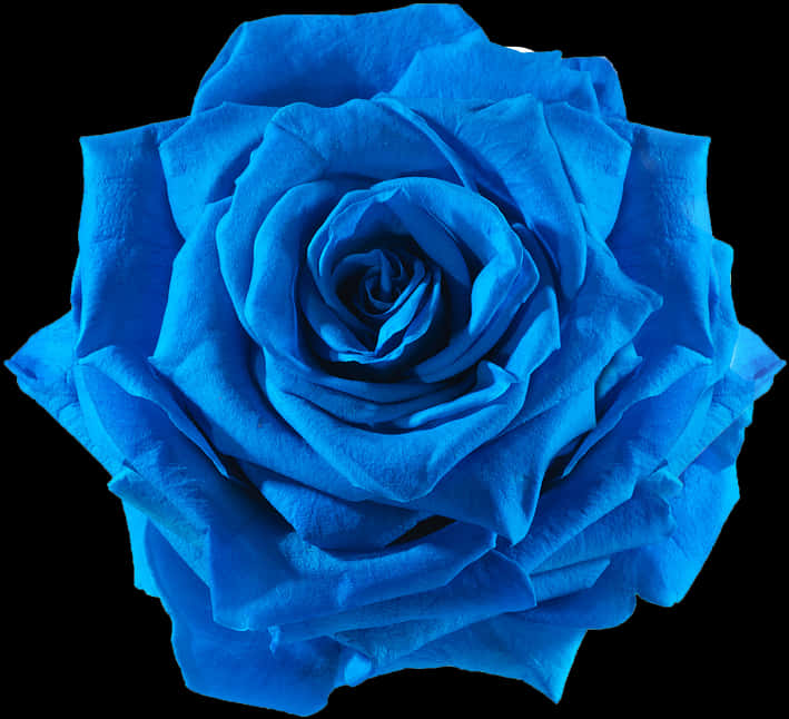 Vibrant Blue Rose Isolatedon Black PNG image