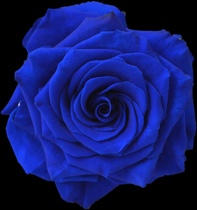 Vibrant Blue Rose Isolatedon Black PNG image