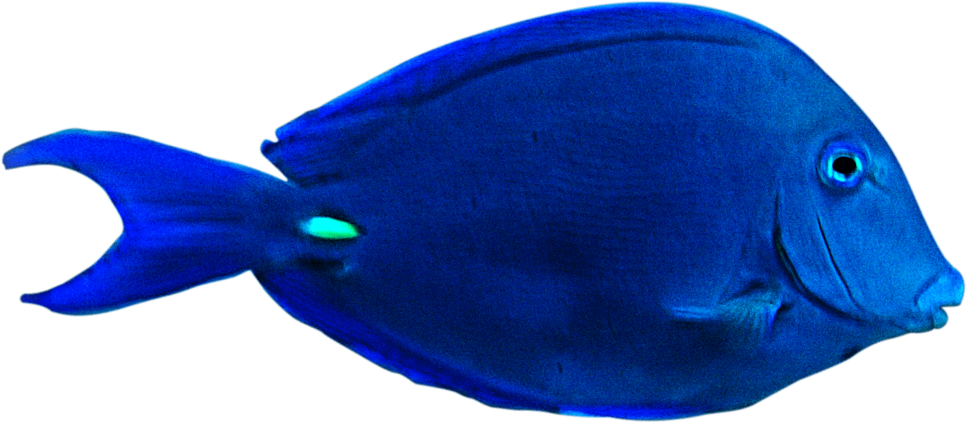Vibrant Blue Tropical Fish PNG image