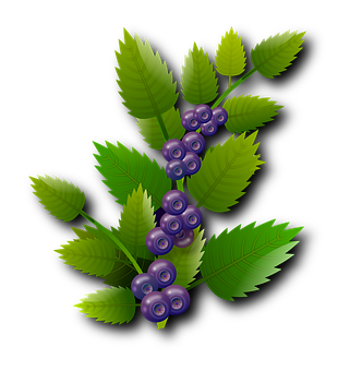 Vibrant Blueberrieson Branch PNG image