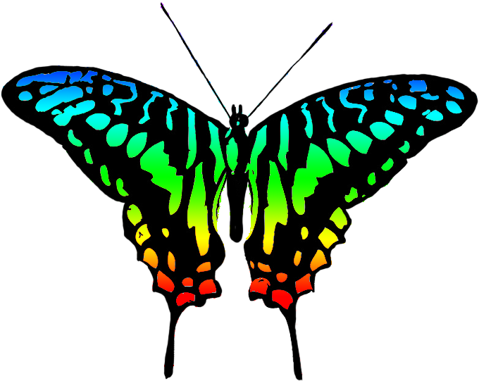 Vibrant Butterfly Illustration PNG image