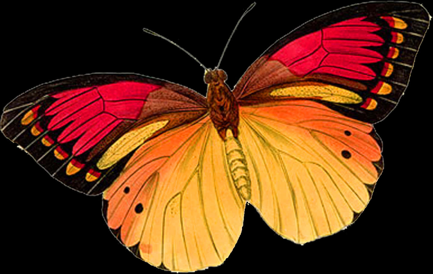 Vibrant Butterfly Isolatedon Black PNG image