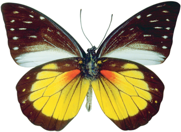 Vibrant Butterfly Spread Wings PNG image