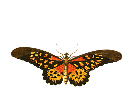 Vibrant Butterflyon Black Background PNG image