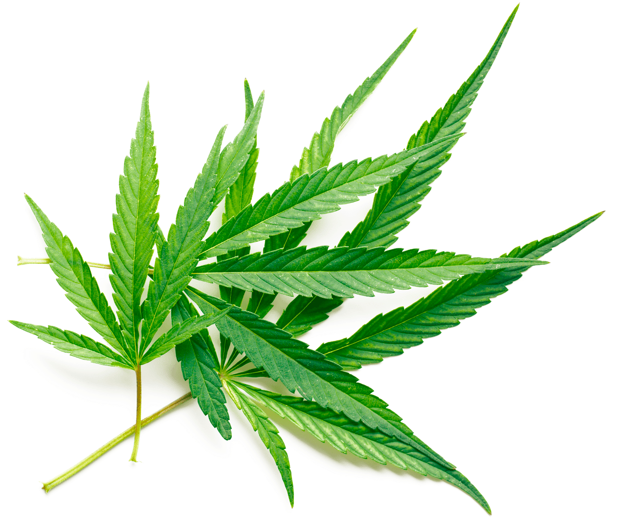 Vibrant Cannabis Leaf.png PNG image