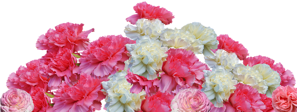 Vibrant Carnation Floral Display.png PNG image