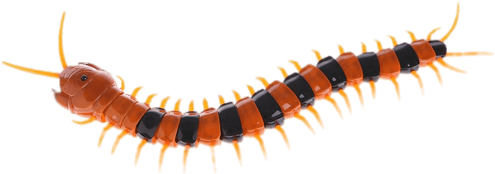 Vibrant Centipede Isolated Background PNG image