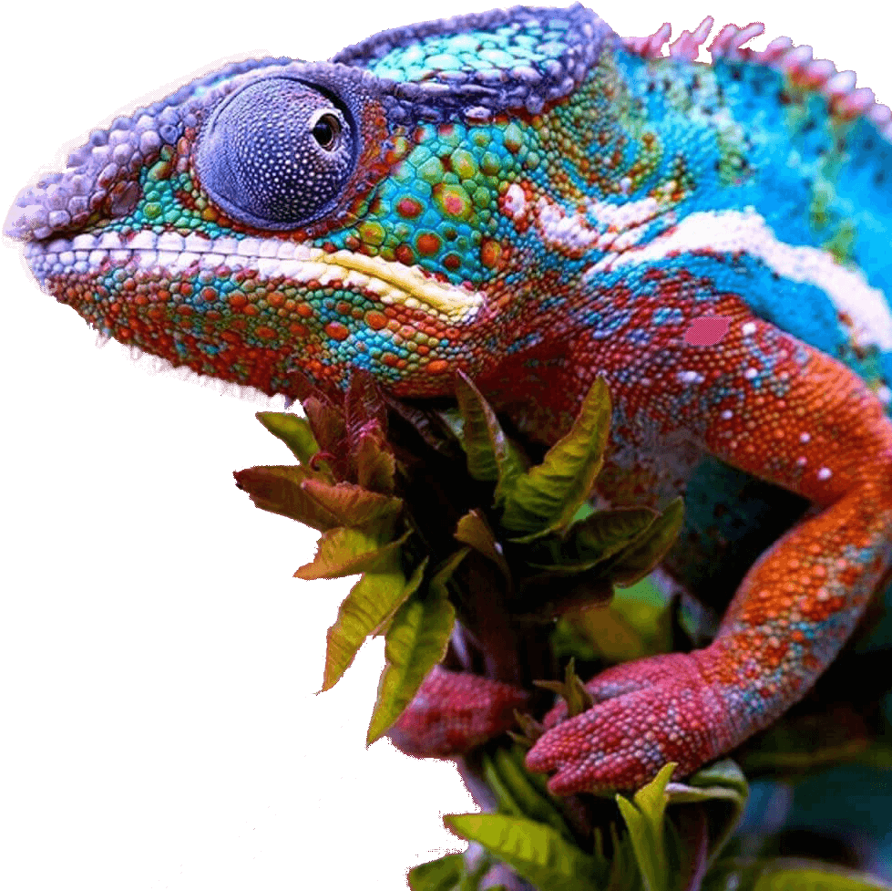 Vibrant Chameleon Portrait PNG image