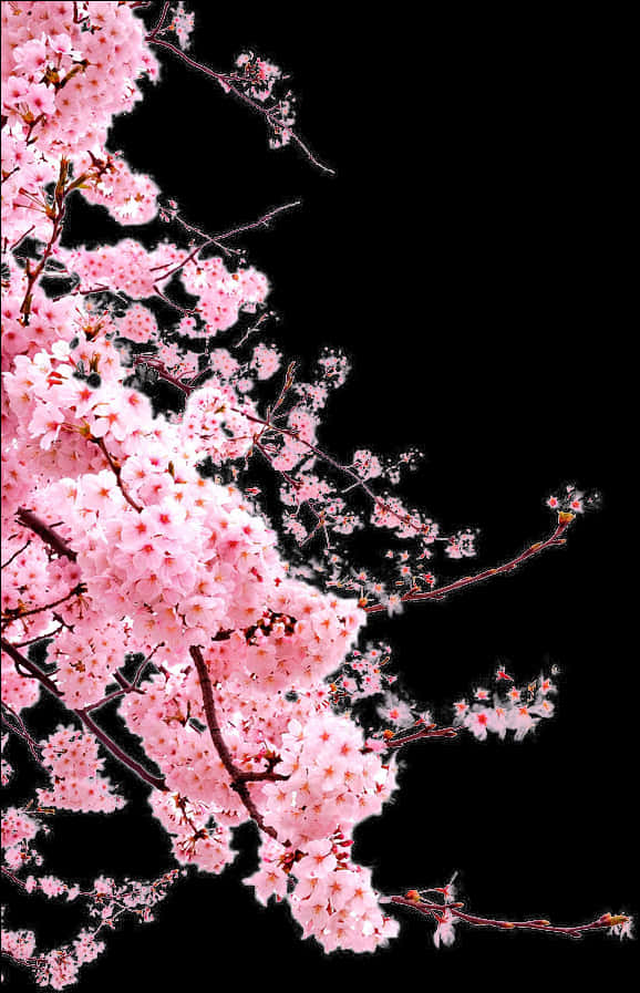 Vibrant Cherry Blossoms Against Black Background PNG image