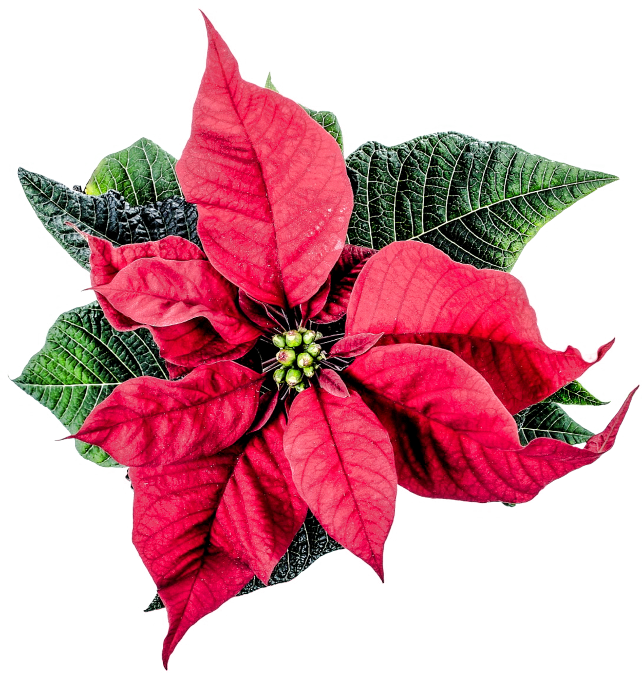 Vibrant Christmas Poinsettia.png PNG image