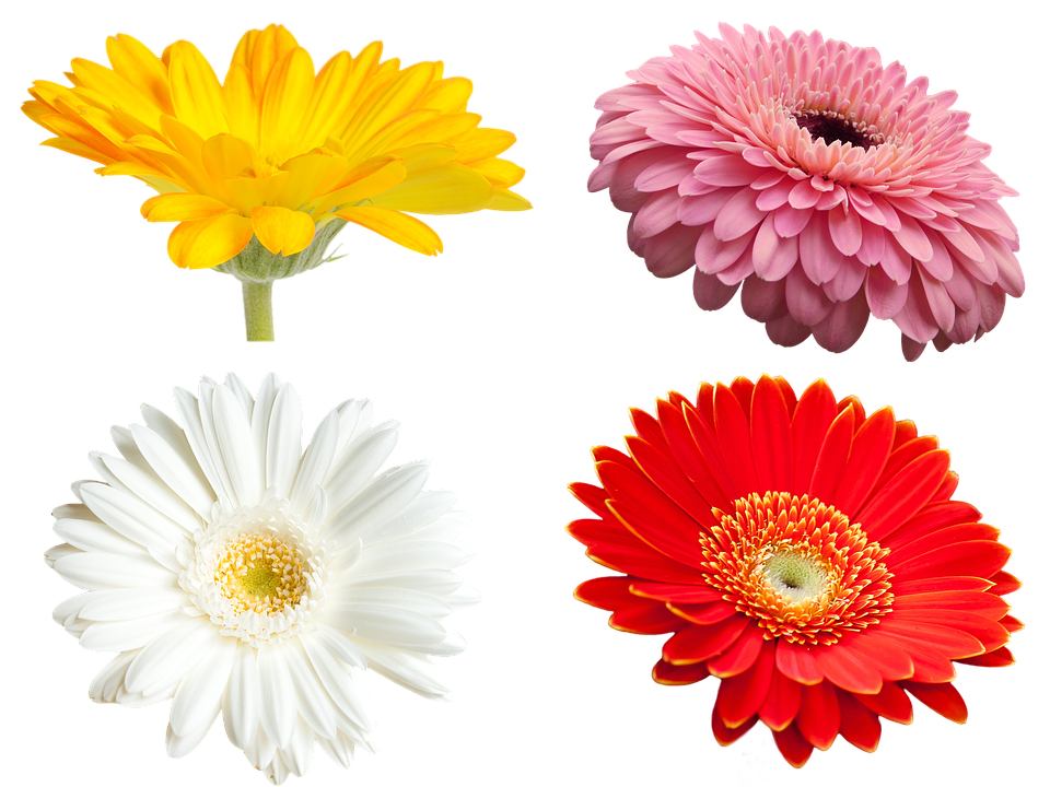 Vibrant Collectionof Flowers PNG image