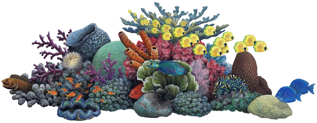 Vibrant_ Coral_ Reef_and_ Marine_ Life.png PNG image