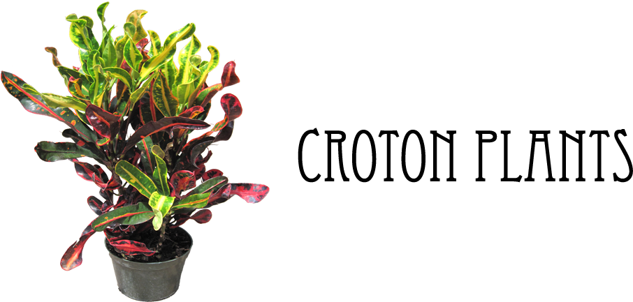 Vibrant Croton Plant Pot PNG image