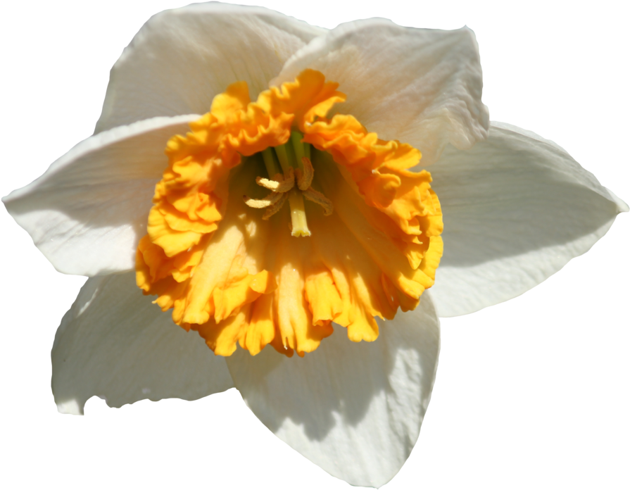 Vibrant Daffodil Closeup.png PNG image