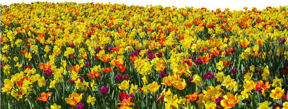 Vibrant_ Daffodil_ Field_ Panorama.jpg PNG image