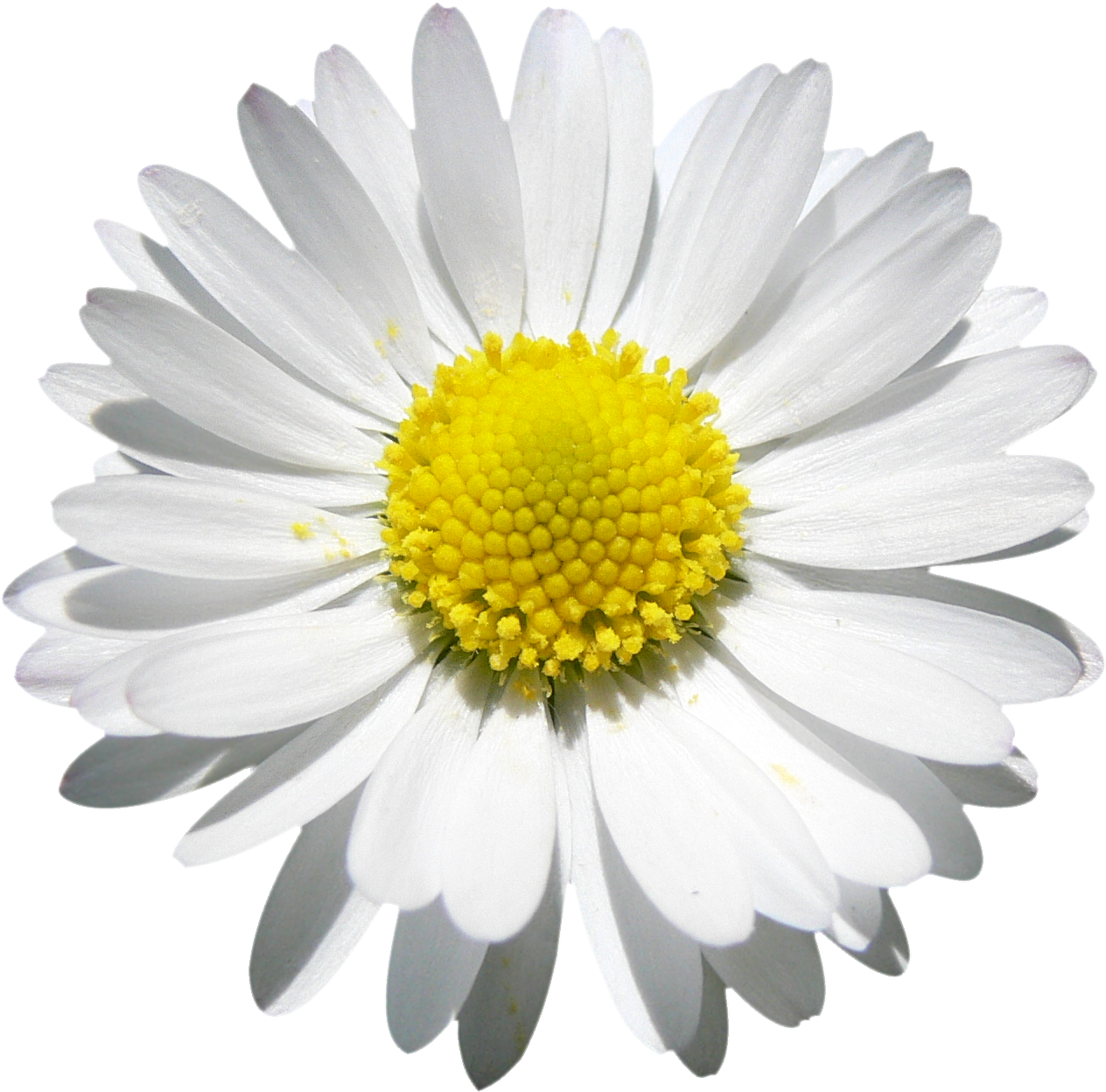 Vibrant Daisy Closeup.png PNG image