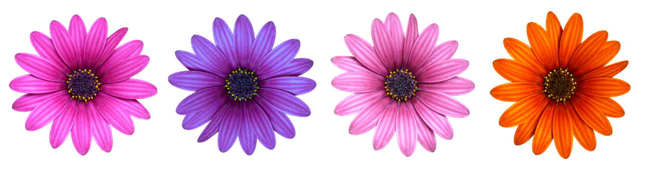 Vibrant Daisy Collection Black Background PNG image