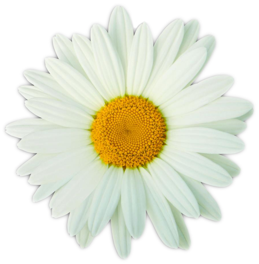 Vibrant Daisy Flower Isolated PNG image