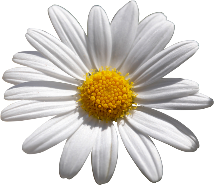Vibrant Daisy Flower PNG image