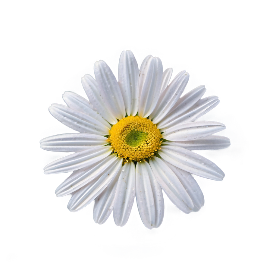 Vibrant Daisy Png 46 PNG image