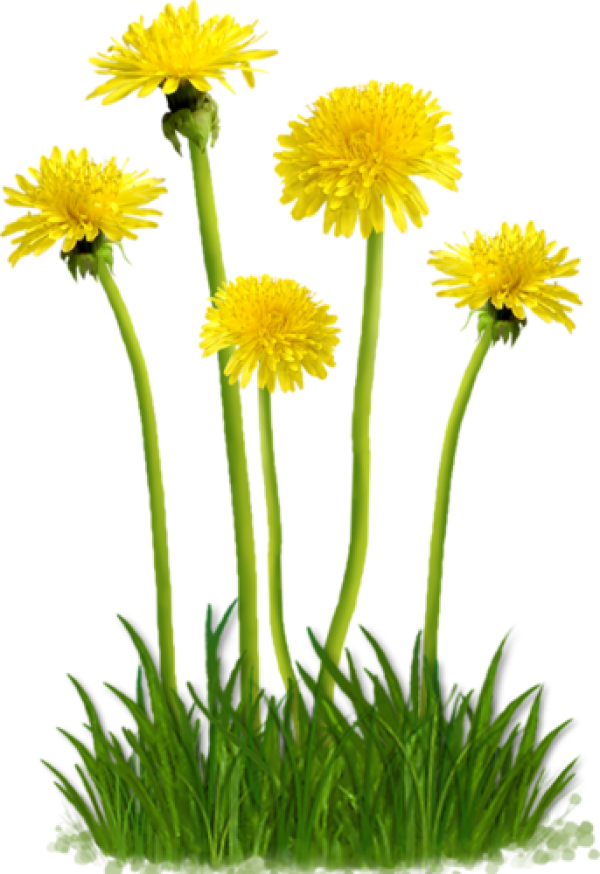 Vibrant Dandelions Cluster.png PNG image