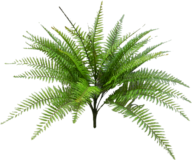 Vibrant_ Fern_ Plant.png PNG image