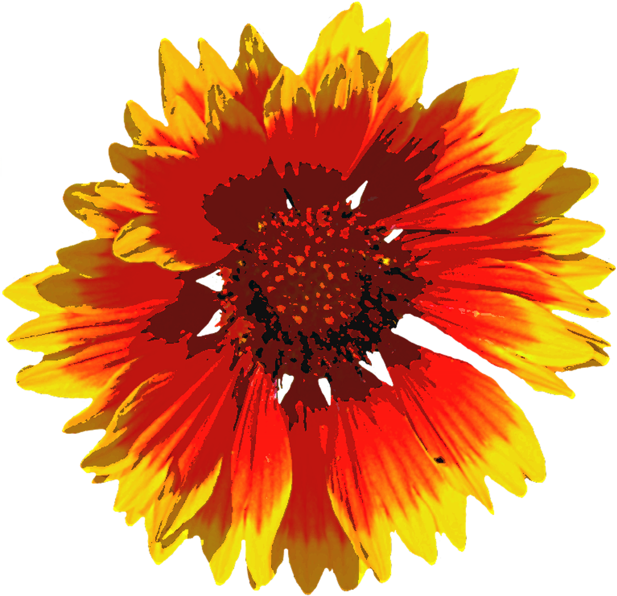 Vibrant Floral Artwork PNG image