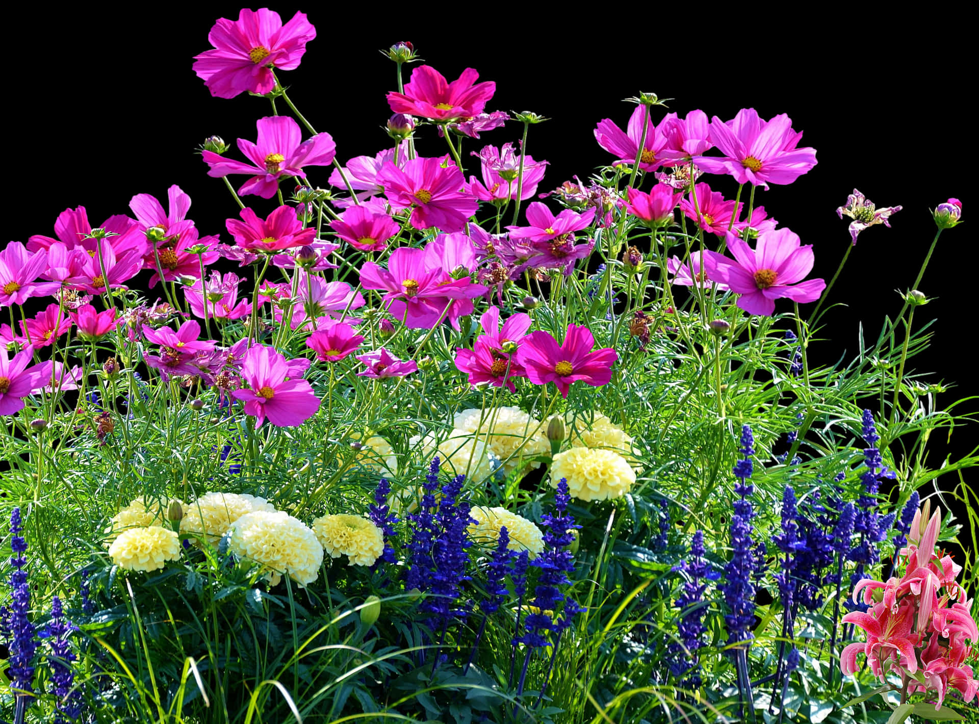 Vibrant Garden Flowers Black Background PNG image