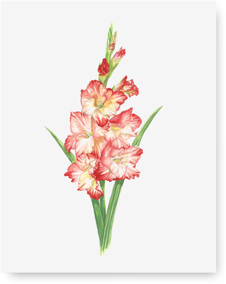 Vibrant Gladiolus Watercolor PNG image