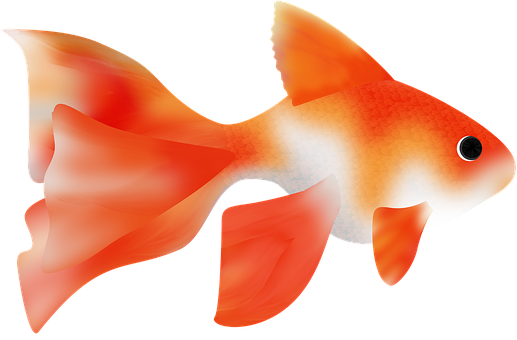 Vibrant Goldfish Illustration PNG image