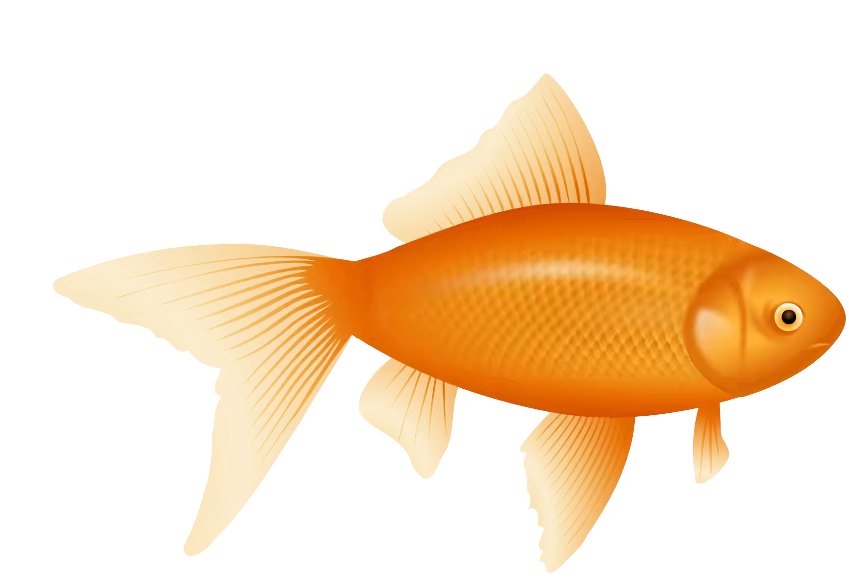 Vibrant Goldfish Illustration PNG image