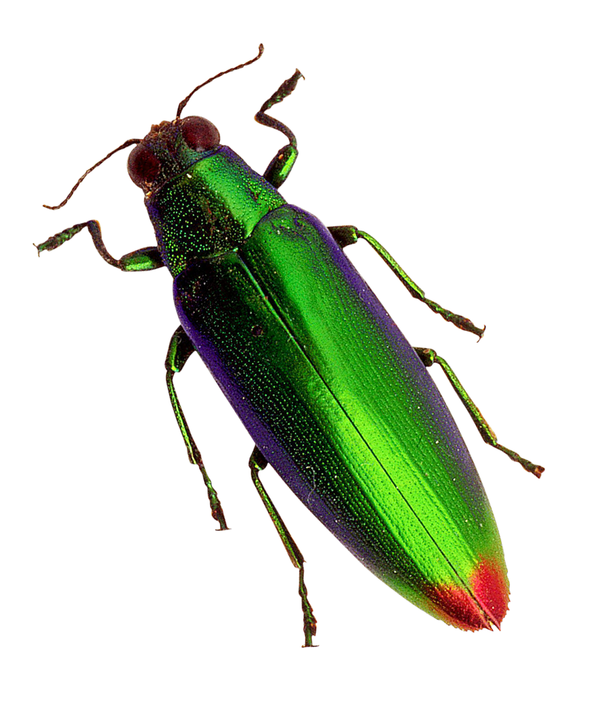 Vibrant Green Beetle PNG image