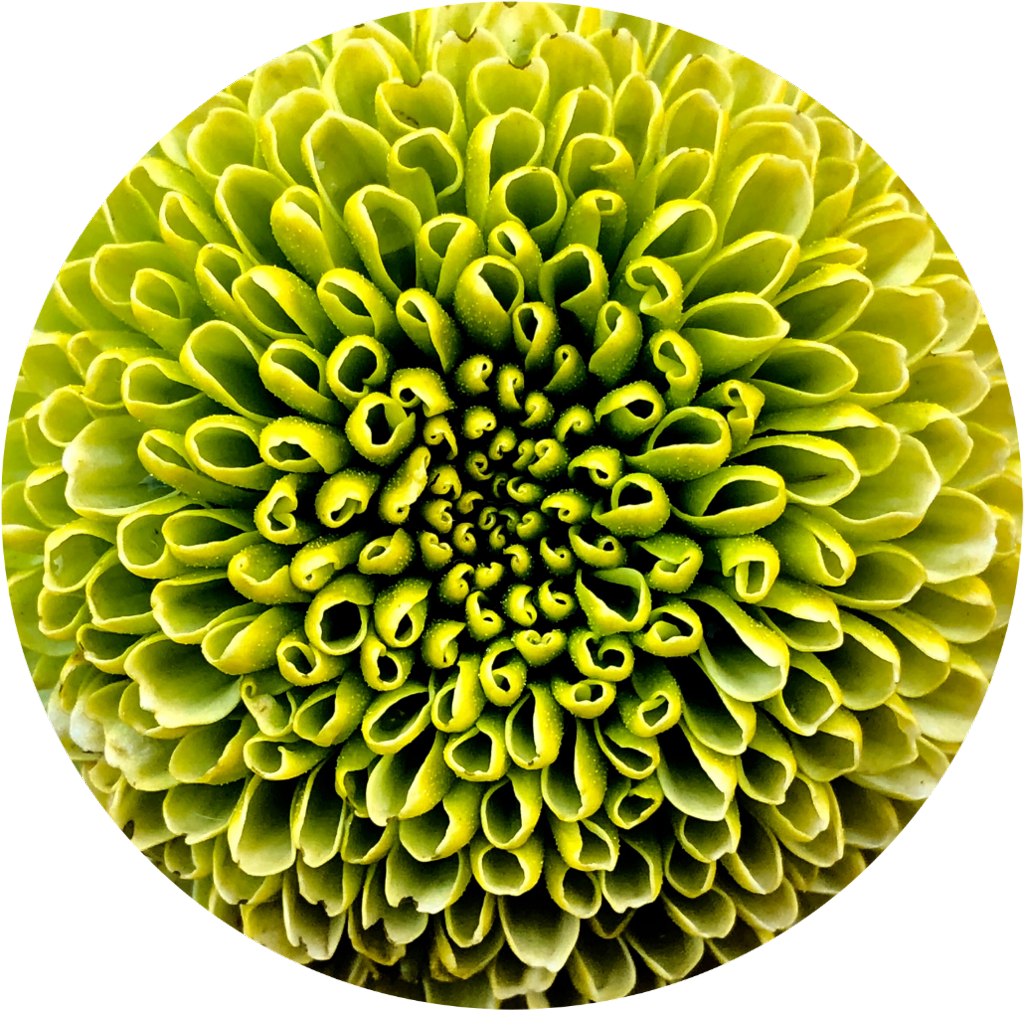 Vibrant Green Chrysanthemum Closeup PNG image