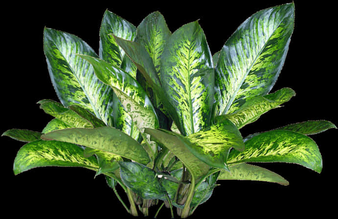 Vibrant Green Dieffenbachia Plant PNG image