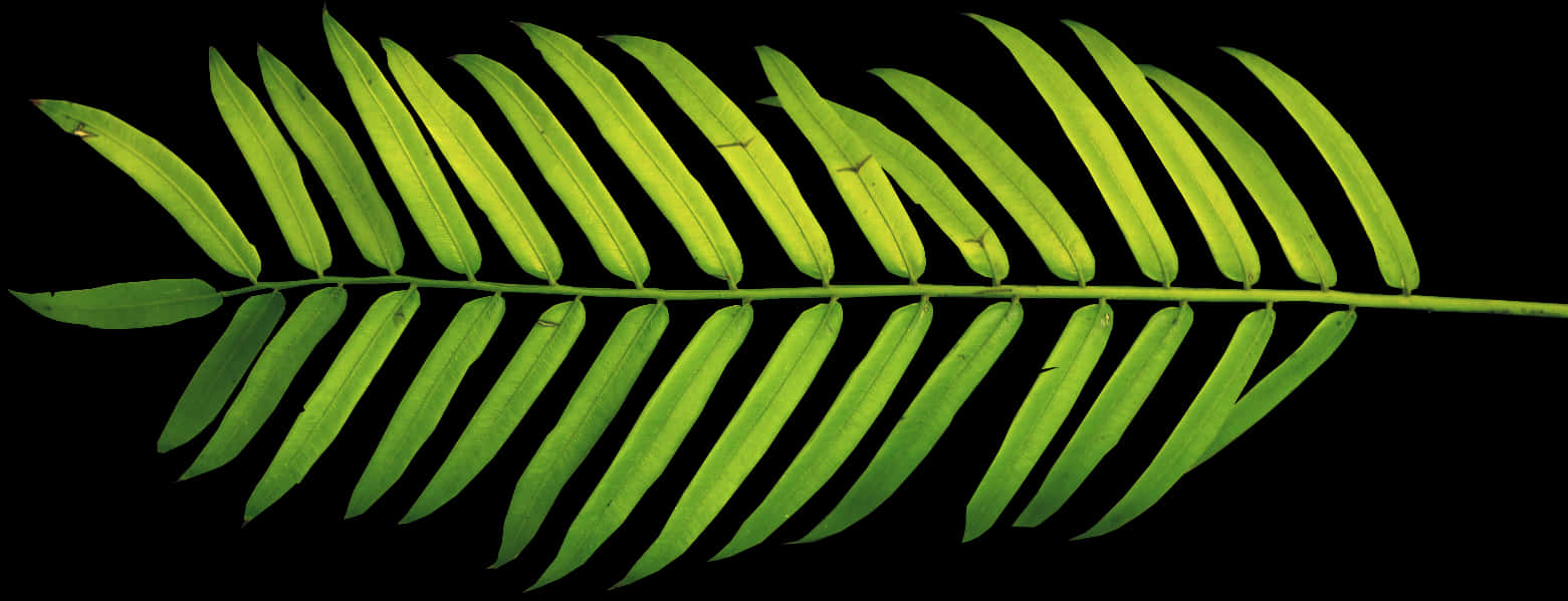 Vibrant Green Fern Leafon Black Background.jpg PNG image