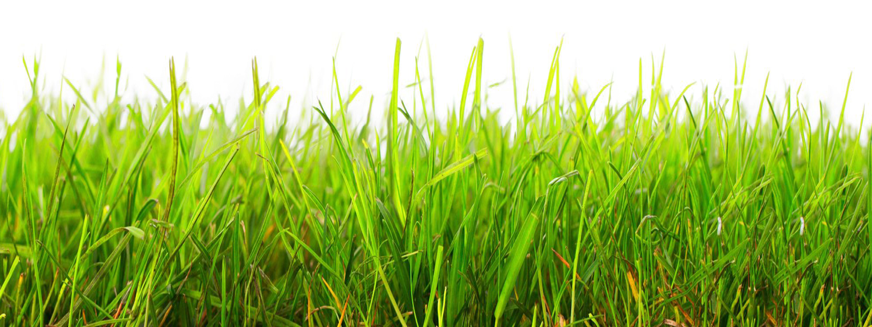 Vibrant Green Grass Field PNG image
