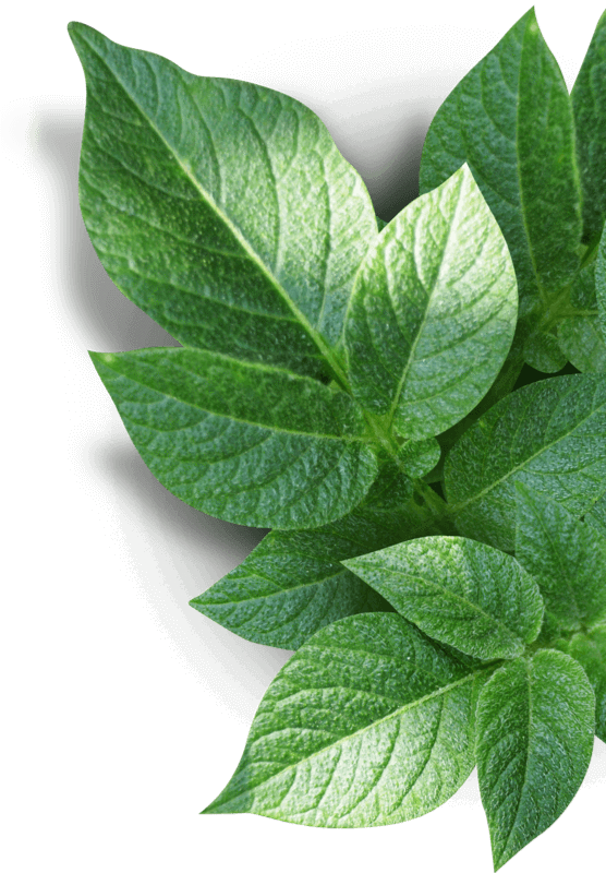 Vibrant Green Houseplant Leaves PNG image