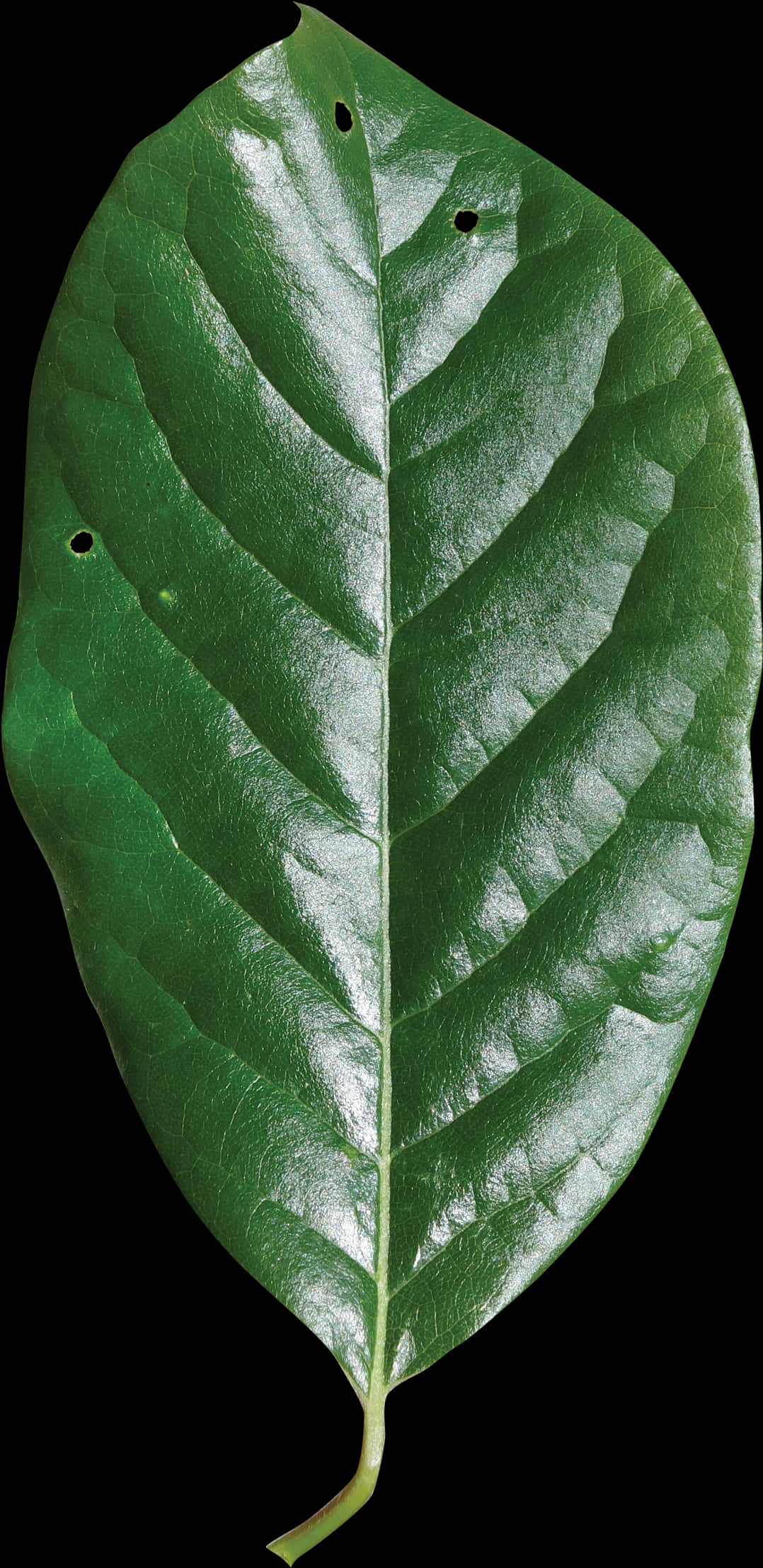 Vibrant Green Leaf Texture PNG image