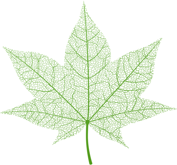 Vibrant Green Leaf Vector PNG image