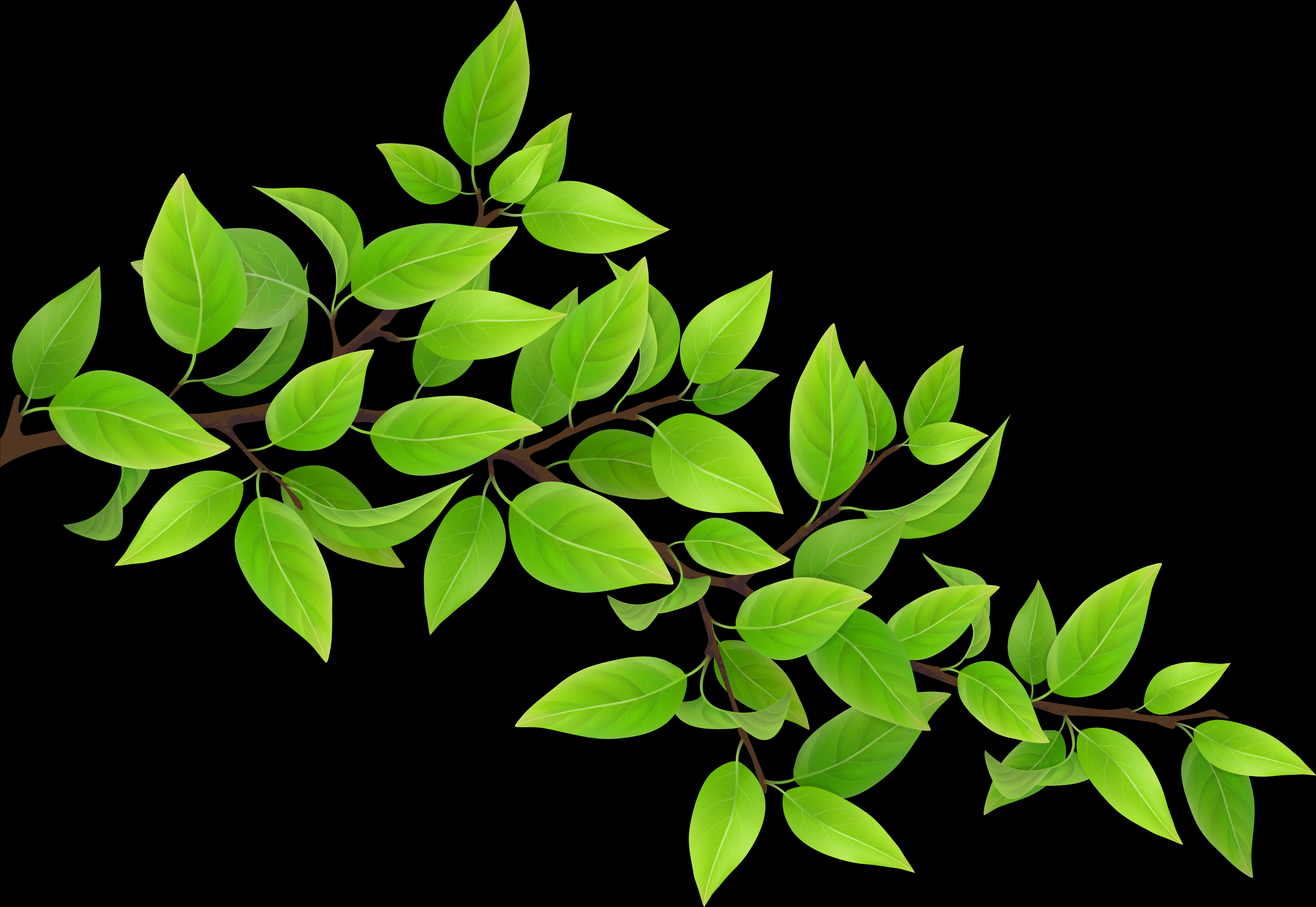 Vibrant Green Leaves Black Background.jpg PNG image