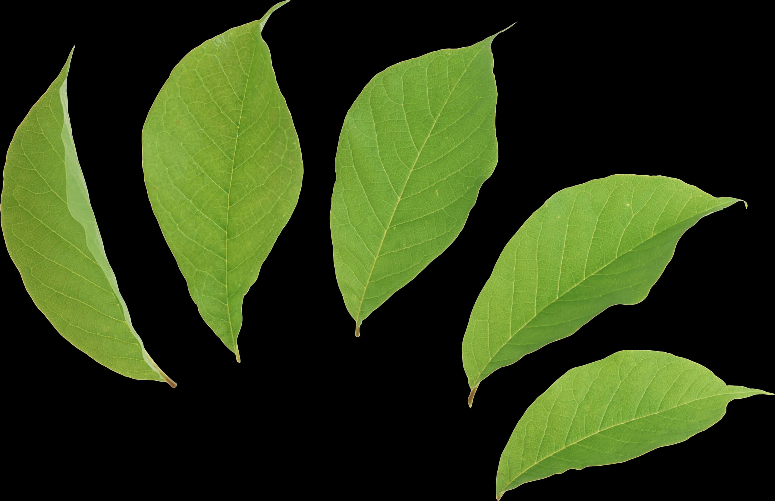 Vibrant Green Leaves Black Background.jpg PNG image