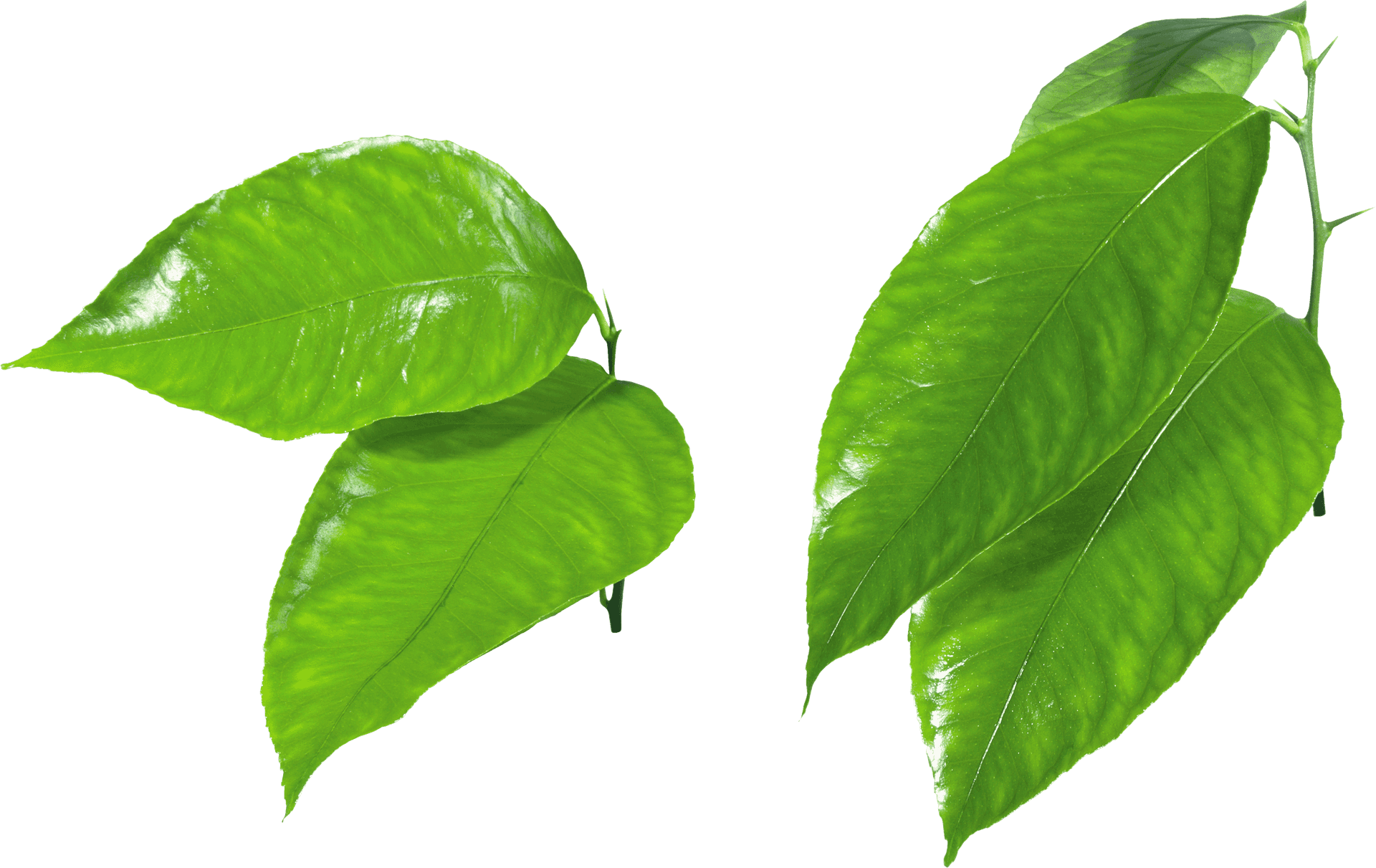 Vibrant Green Leaves Transparent Background PNG image