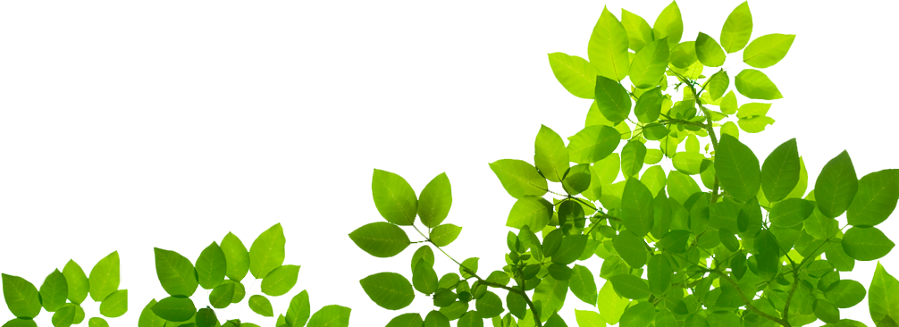 Vibrant Green Leaves Transparent Background PNG image