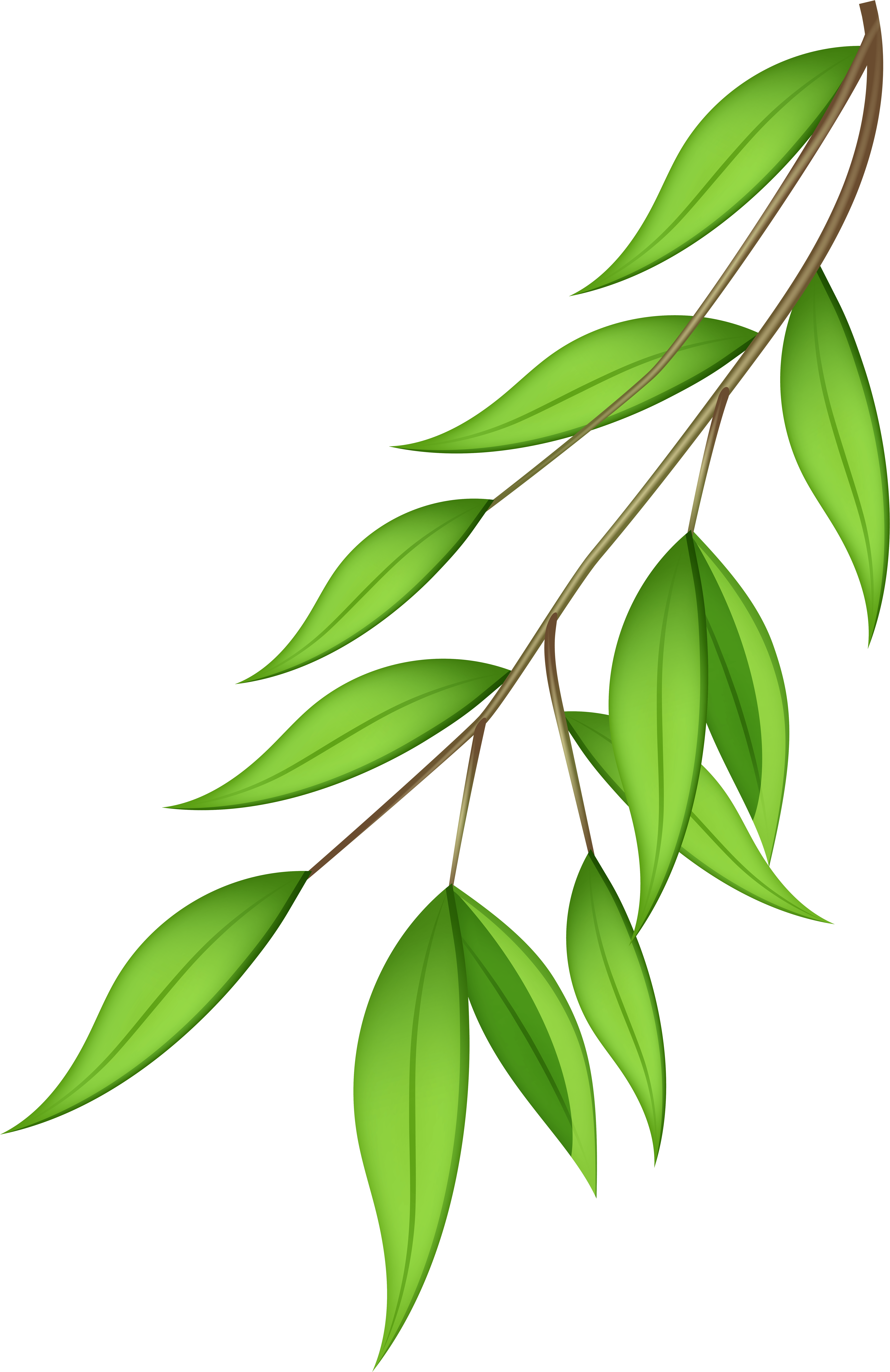 Vibrant Green Leaveson Branch PNG image