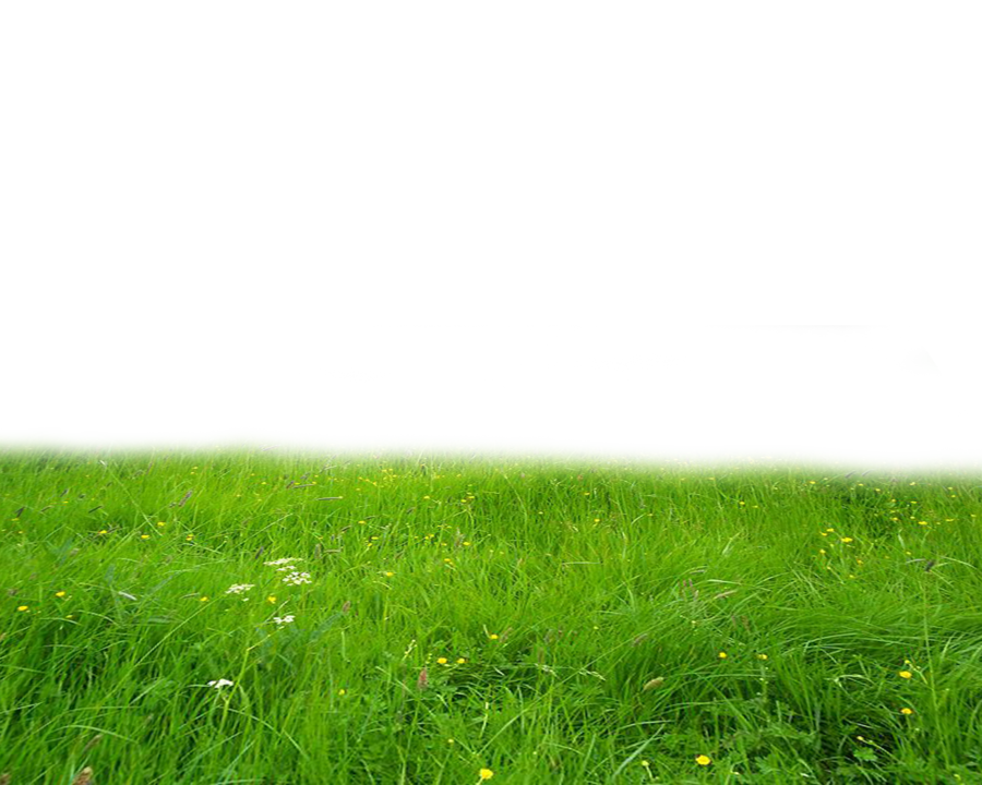 Vibrant Green Meadow Backdrop PNG image